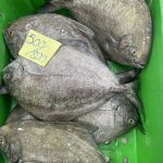 Black Pomfret