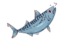 Indian Mackerel