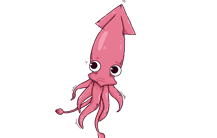 Loligo Squid