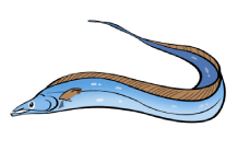 Ribbonfish