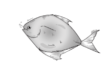 Silver Pomfret